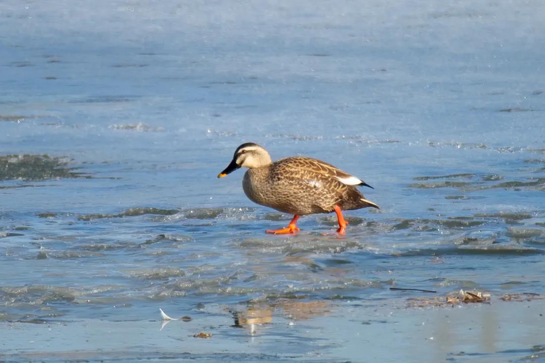涂上黄色的“润唇膏”，TA就是野鸭中最靓的仔