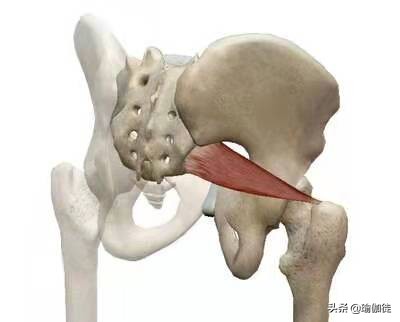 伟大的肌肉,用瑜伽带训练梨状肌