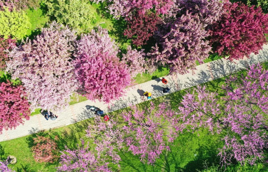 泰达广场花海,泰达花海美景图片