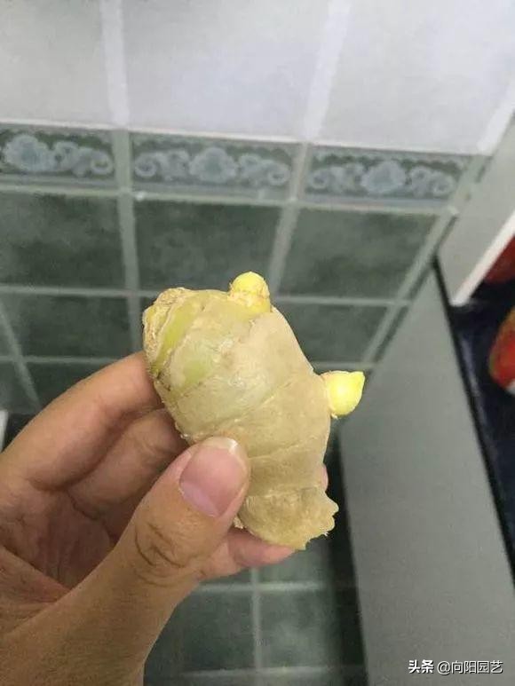 家里沙土种生姜如何施肥,阳台种植生姜用什么水肥