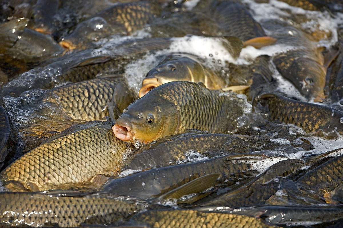钓鲤鱼用什么饵料最好加小药,钓鲤鱼饵料加什么小药好