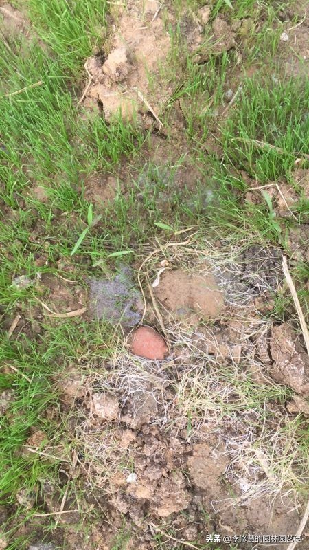 草坪怎么种植打理,草坪如何修剪