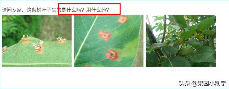 梨树开花时可以打防梨锈病的药吗,为什么梨树喷药了梨锈病更严重