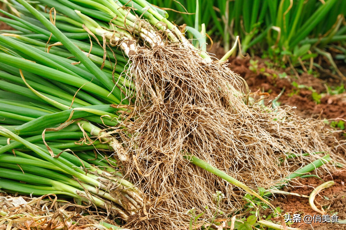 香葱和小葱的区别,春天买大葱和冬天买大葱怎么挑选