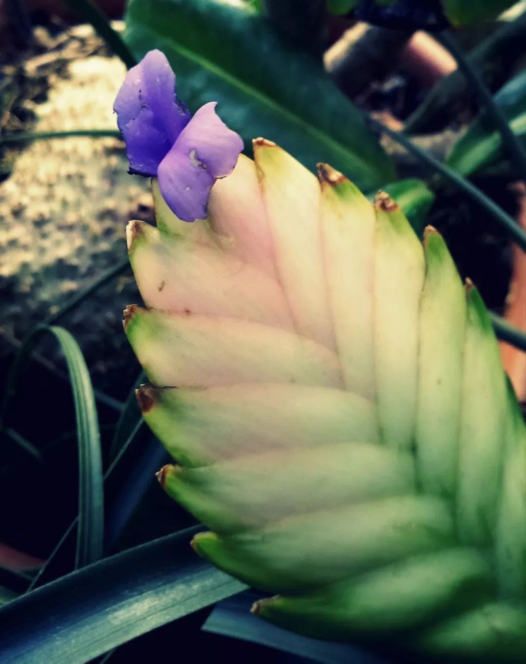 紫凤梨变绿后怎么养,紫凤梨的特点和形态