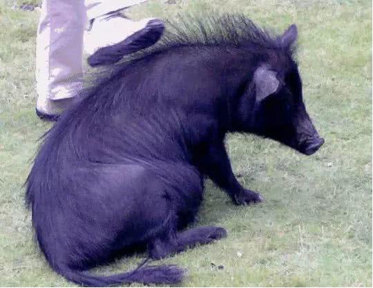 苏轼笔下的猪肉为何如此美味？微生物发酵饲料助力生态肉禽养殖
