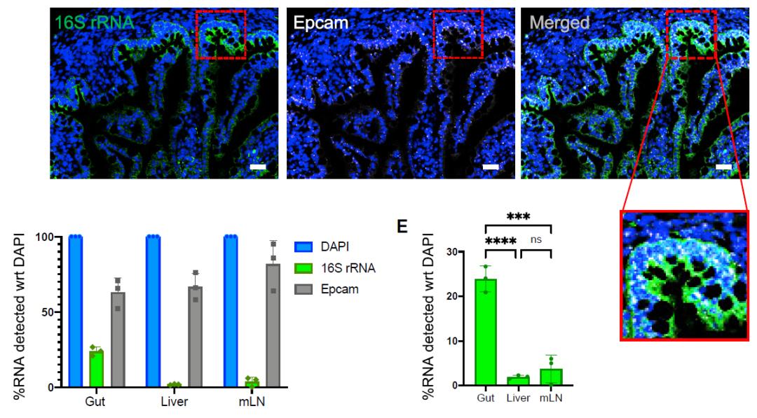 人类胎儿全身组织中都含有活细菌，这些细菌激发了胎儿的免疫发育