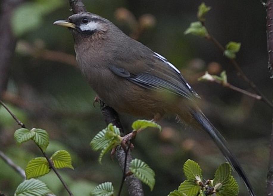 东江揽胜,惠州淡水常见鸟类图谱