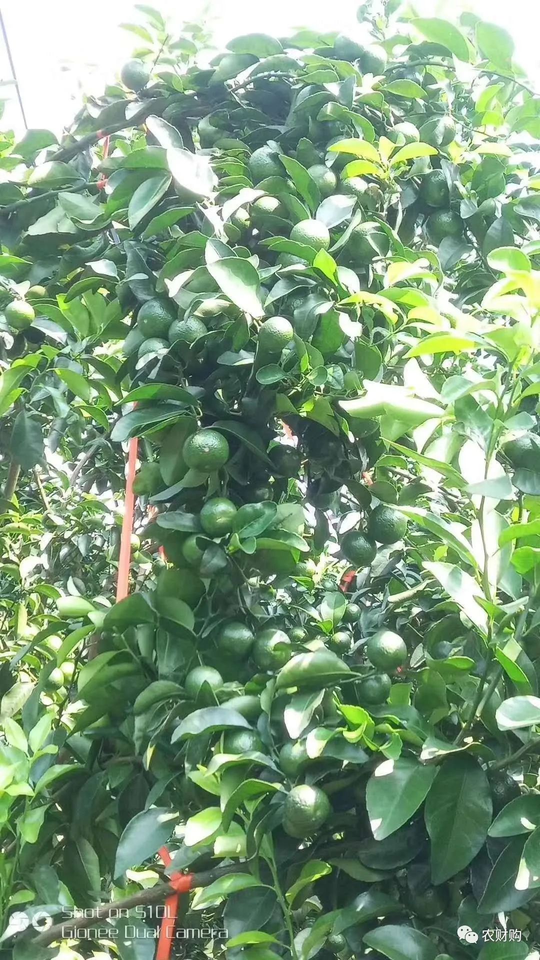 柑橘膨果最需要哪几种元素,柑橘大小果有办法补救吗