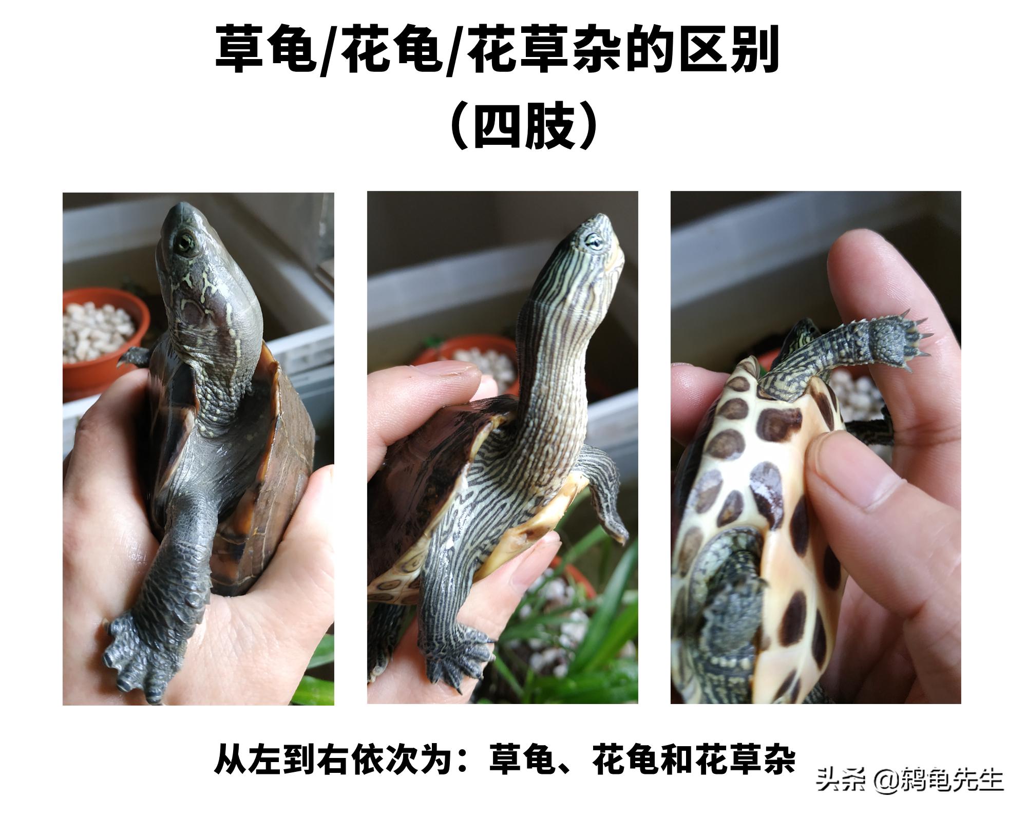 乌龟中草龟的种类介绍及图片大全,怎么辨认草龟和花龟的区别