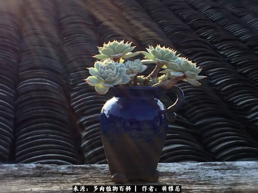 鍒濆啲鏆栭槼鍥寸倝鐓尪,鍐洦鍝佽尪