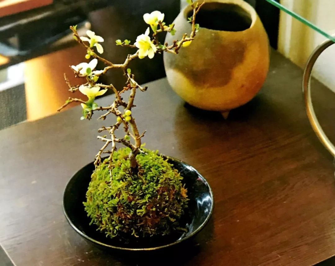 苔藓为什么变黄了,关于苔藓我还想知道什么