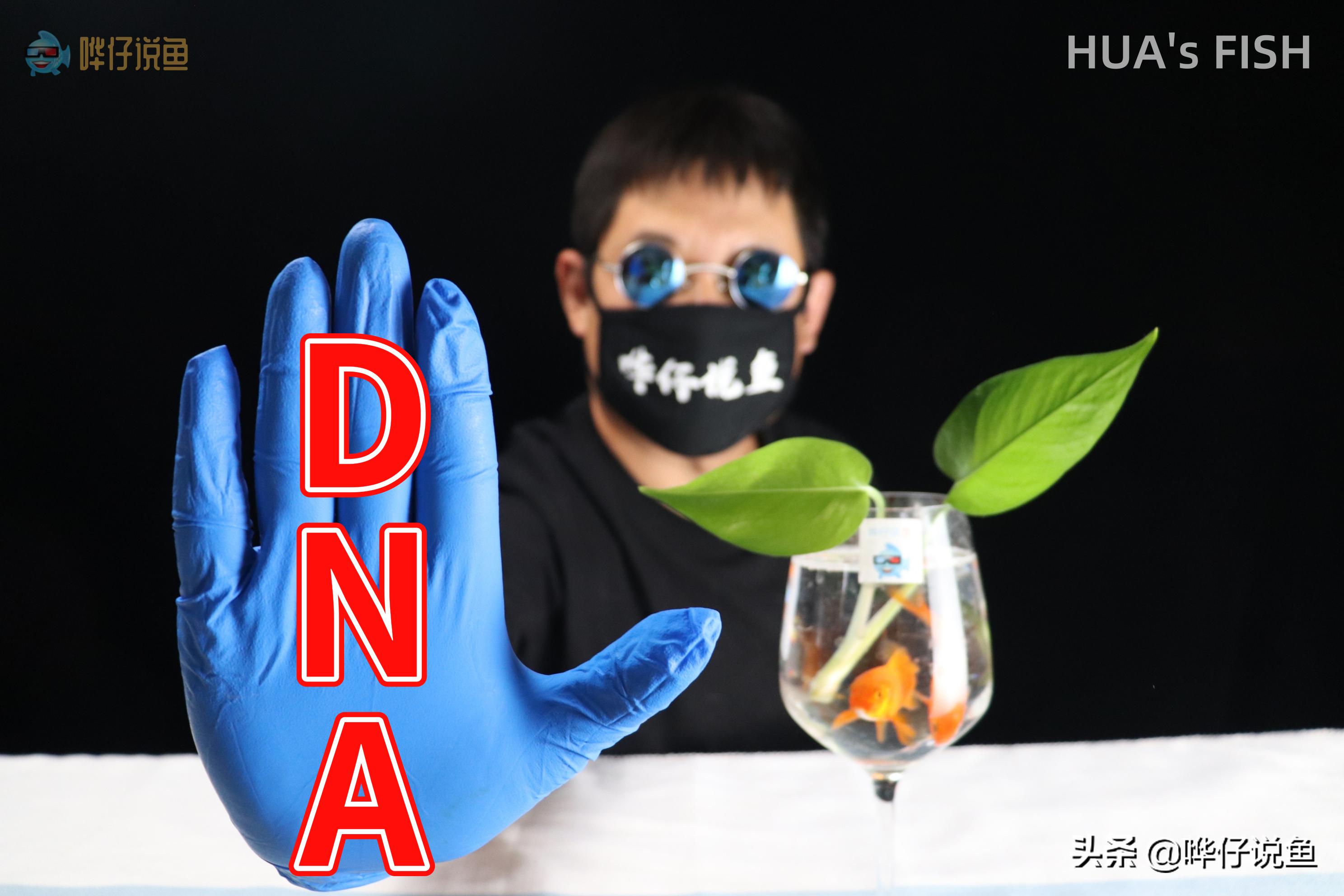 观赏鱼颜色掉色,观赏鱼褪色了怎么处理