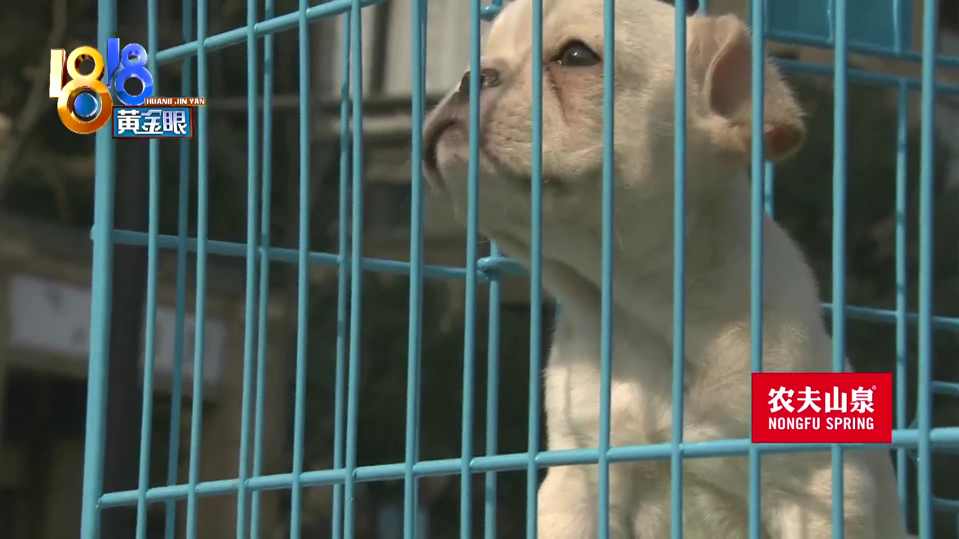 刚买10天不到的小狗被炖了,买来三天小狗就腿站不直了