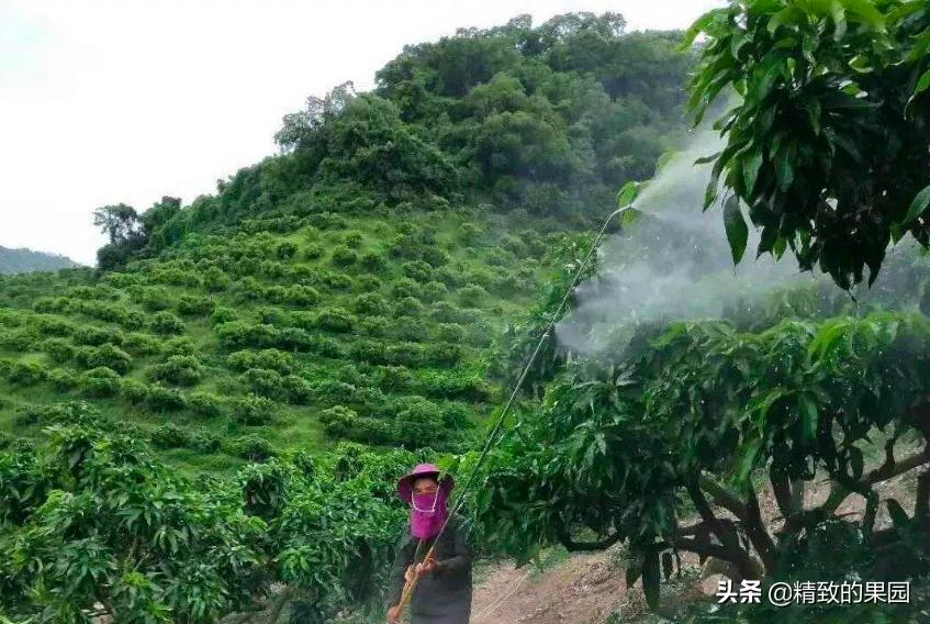 芒果落果严重怎么补救,芒果落花落果怎么防治