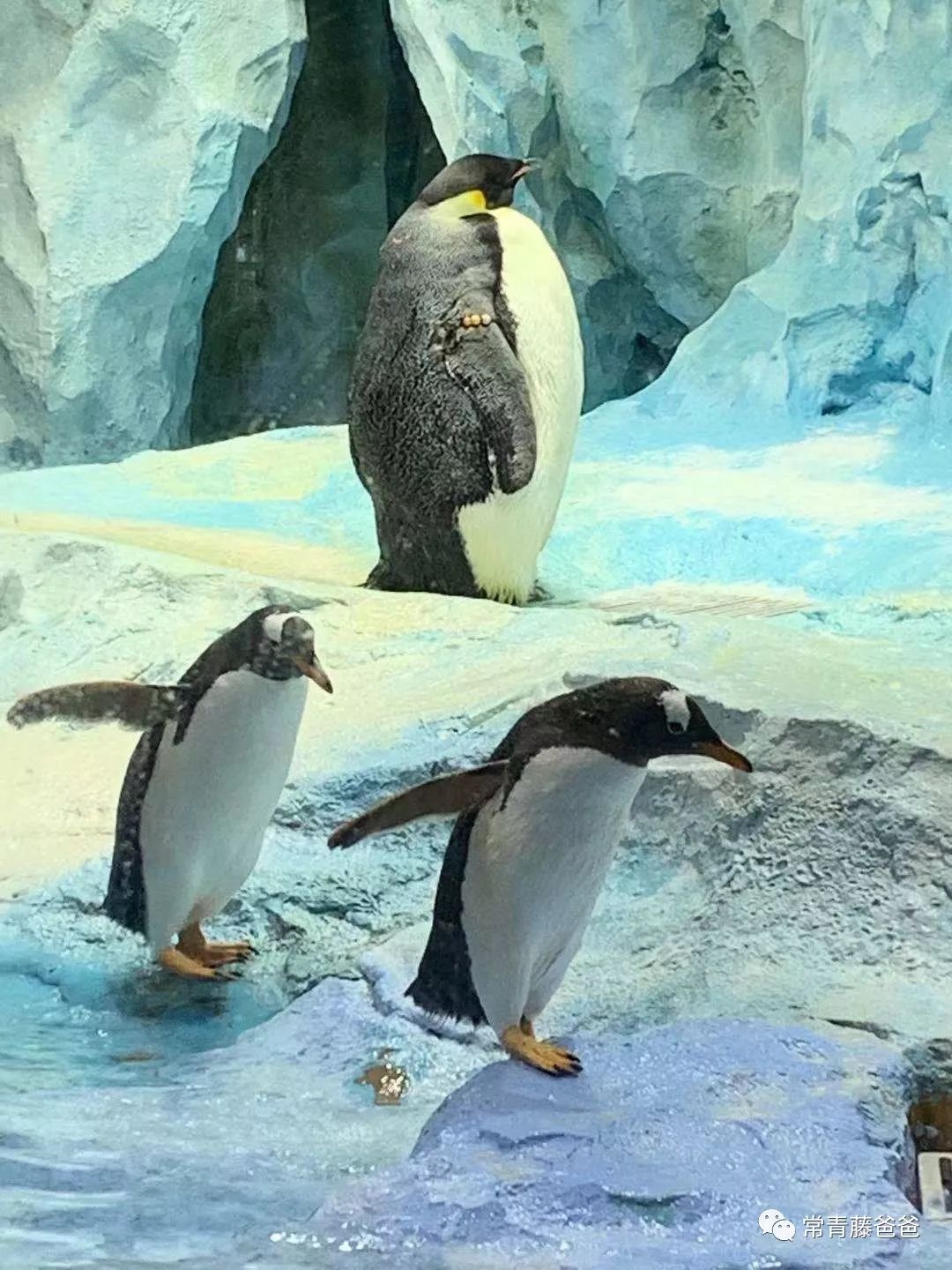 广州和珠海长隆一起玩攻略,广州珠海长隆旅游攻略5天四晚