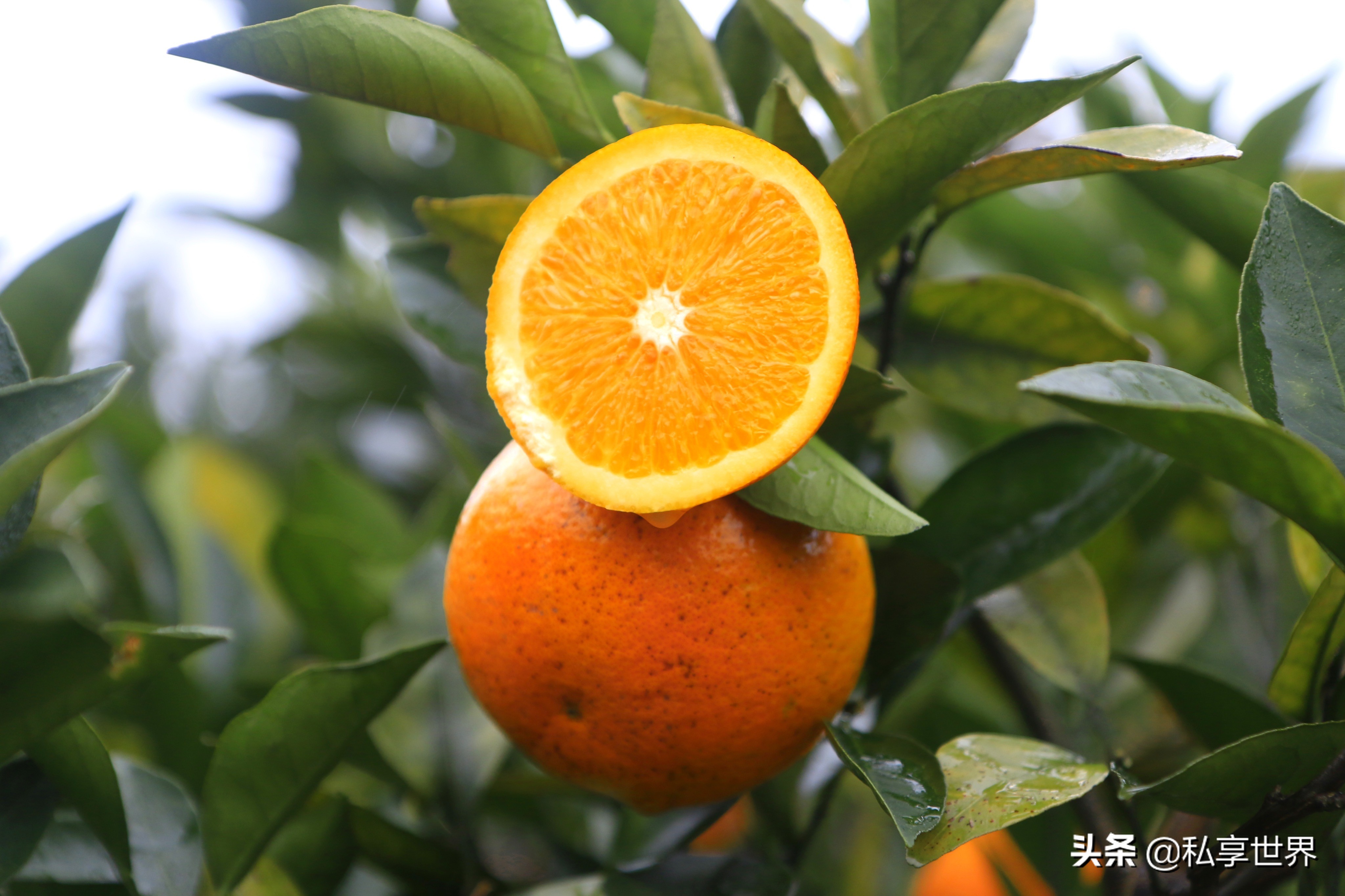 现在哪里的橙子最好吃,全国哪些地方的橙子好吃水分多