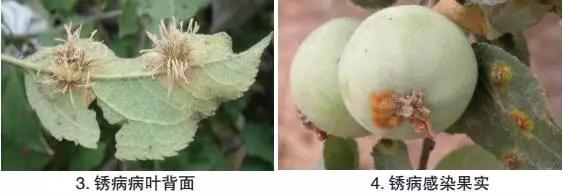 苹果锈病发病条件有哪些,苹果锈果病是属于什么病害
