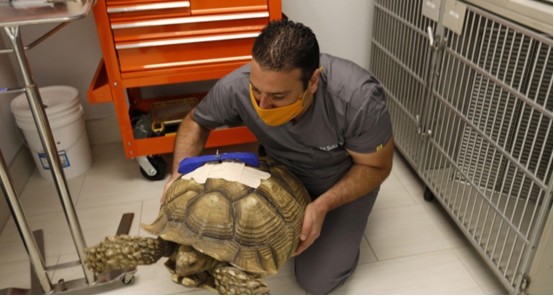 抓到一只700斤的大乌龟,长江挖出巨型乌龟是真的吗