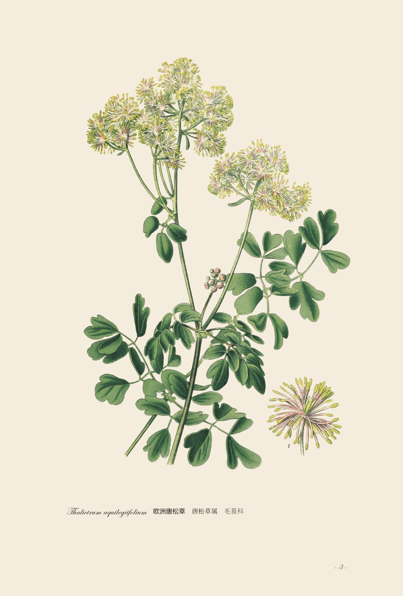 园艺花卉图谱这本书怎么样,中国花卉园艺