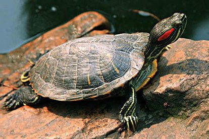 人类十大不能吃的野生动物是什么,其排名如何?