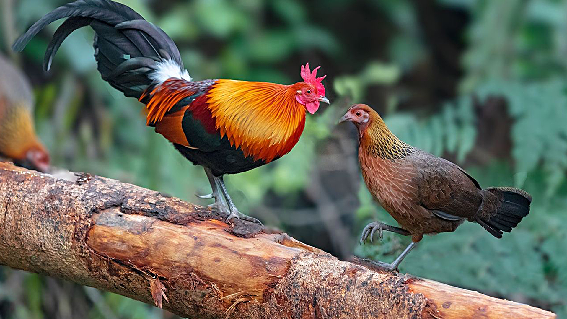 蜗牛智商高的动物,盘点动物世界最慢的动物蜗牛