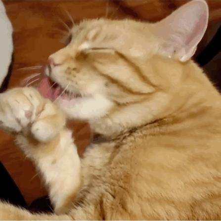 给猫剪指甲指甲劈开了有没有事了,给猫猫剪指甲失误