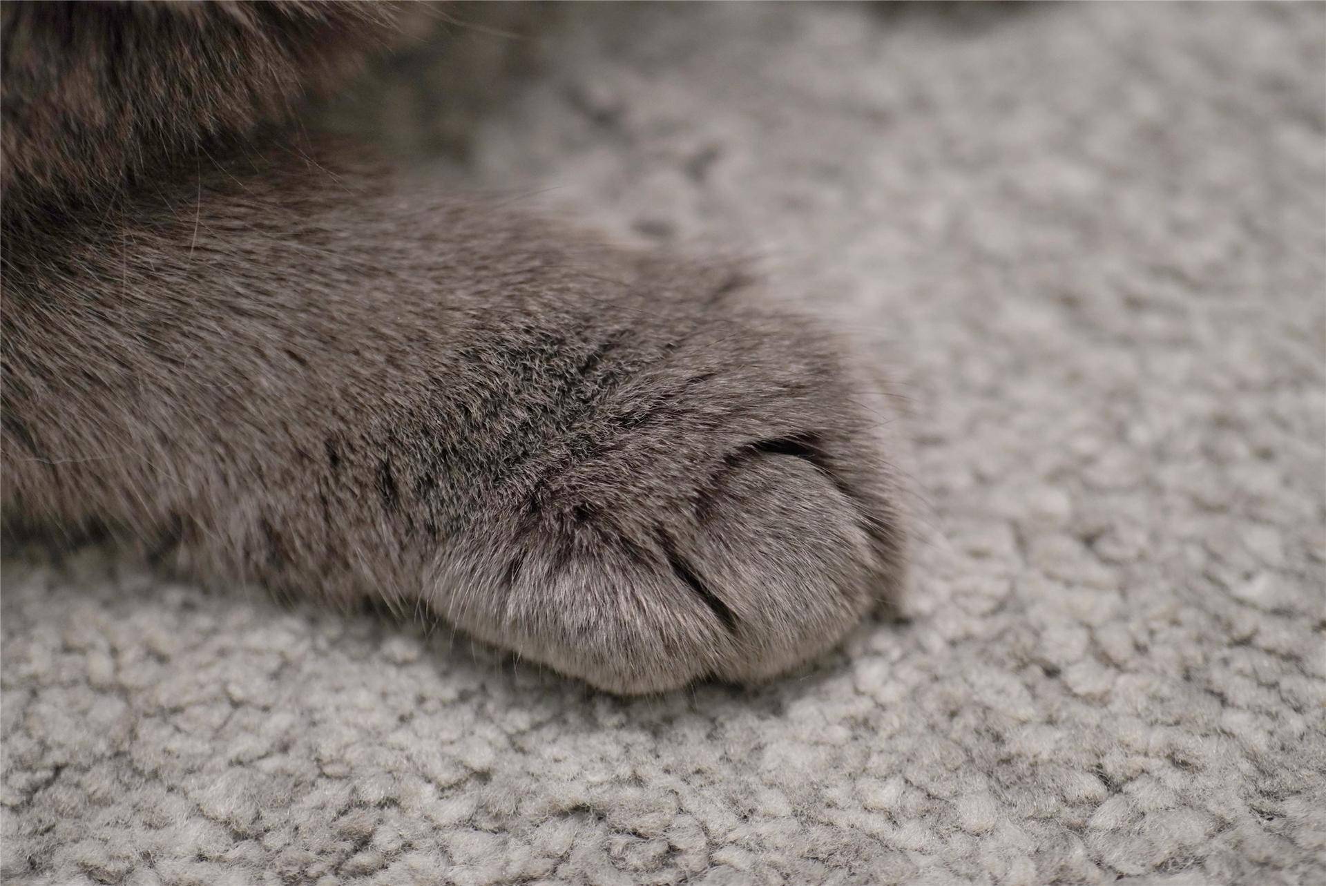 猫主子的猫砂怎么选,喵星人的食物有哪些