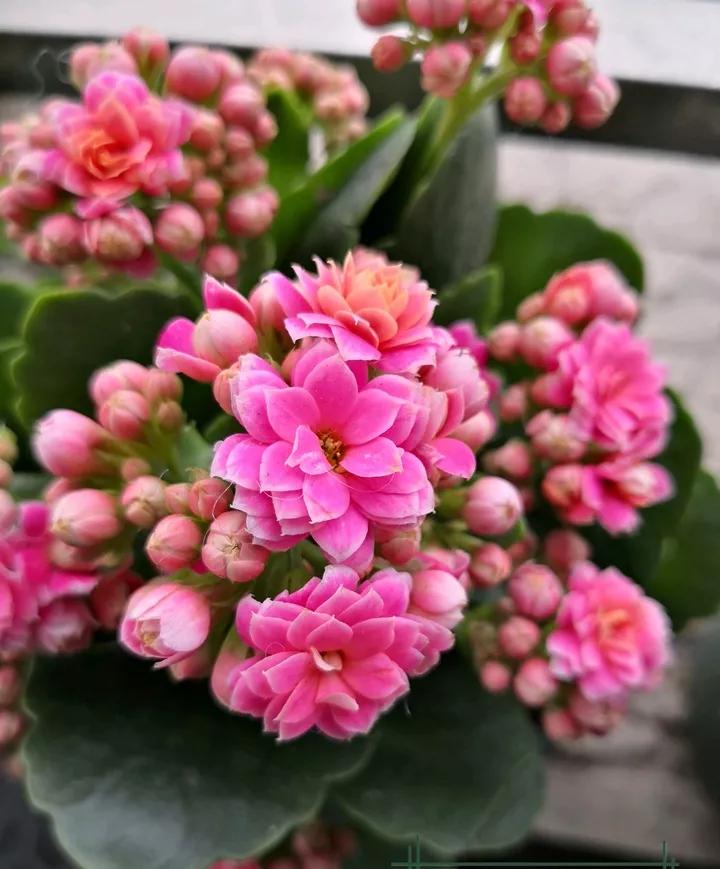 长寿花，寓意好、开花漂亮，花期长，品种多达300个