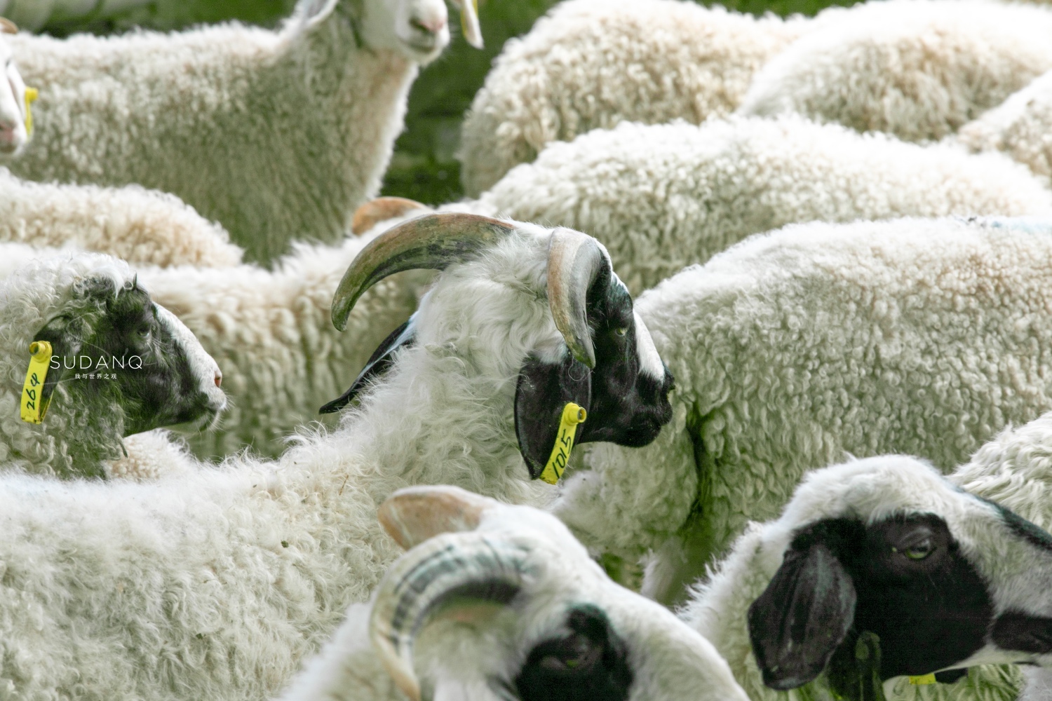 宁夏盐池滩羊肉好还是内蒙羊肉好,碰碰羊宁夏盐池羊肉