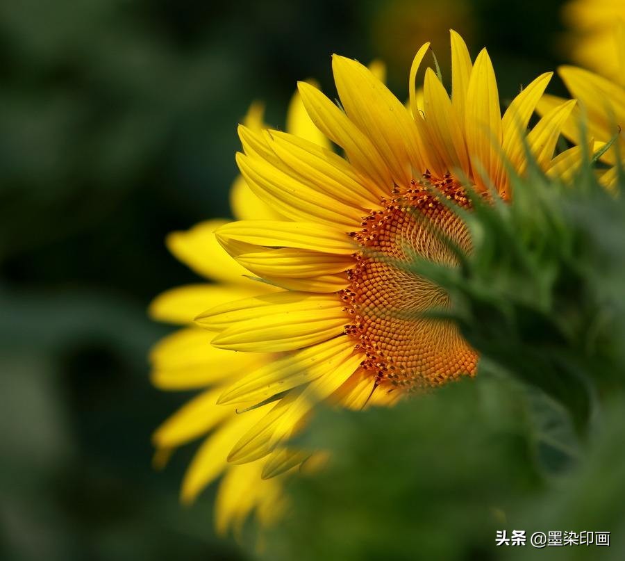 向日葵如何拍摄出好看的效果,向日葵拍摄技巧