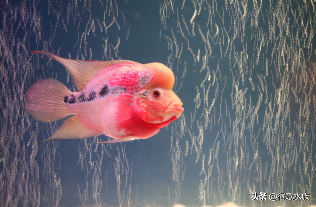 好养的观赏鱼鹦鹉鱼,观赏鱼好养耐活鹦鹉鱼