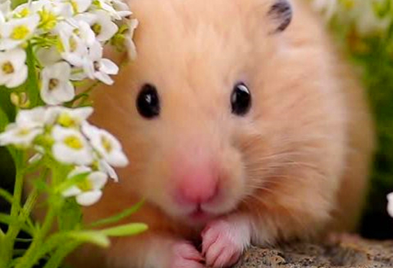 仓鼠减肥大闯关,小仓鼠减肥