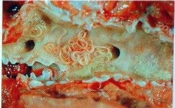 牛羊体外驱虫高效快速好方法,牛羊怎么驱虫才有效