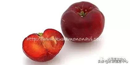 针叶樱桃不是樱桃,针叶樱桃与山樱桃一样吗
