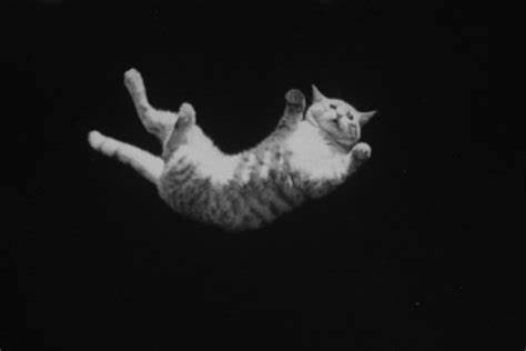 猫为什么在空中可以调整身体,猫为什么可以在空中自由翻转