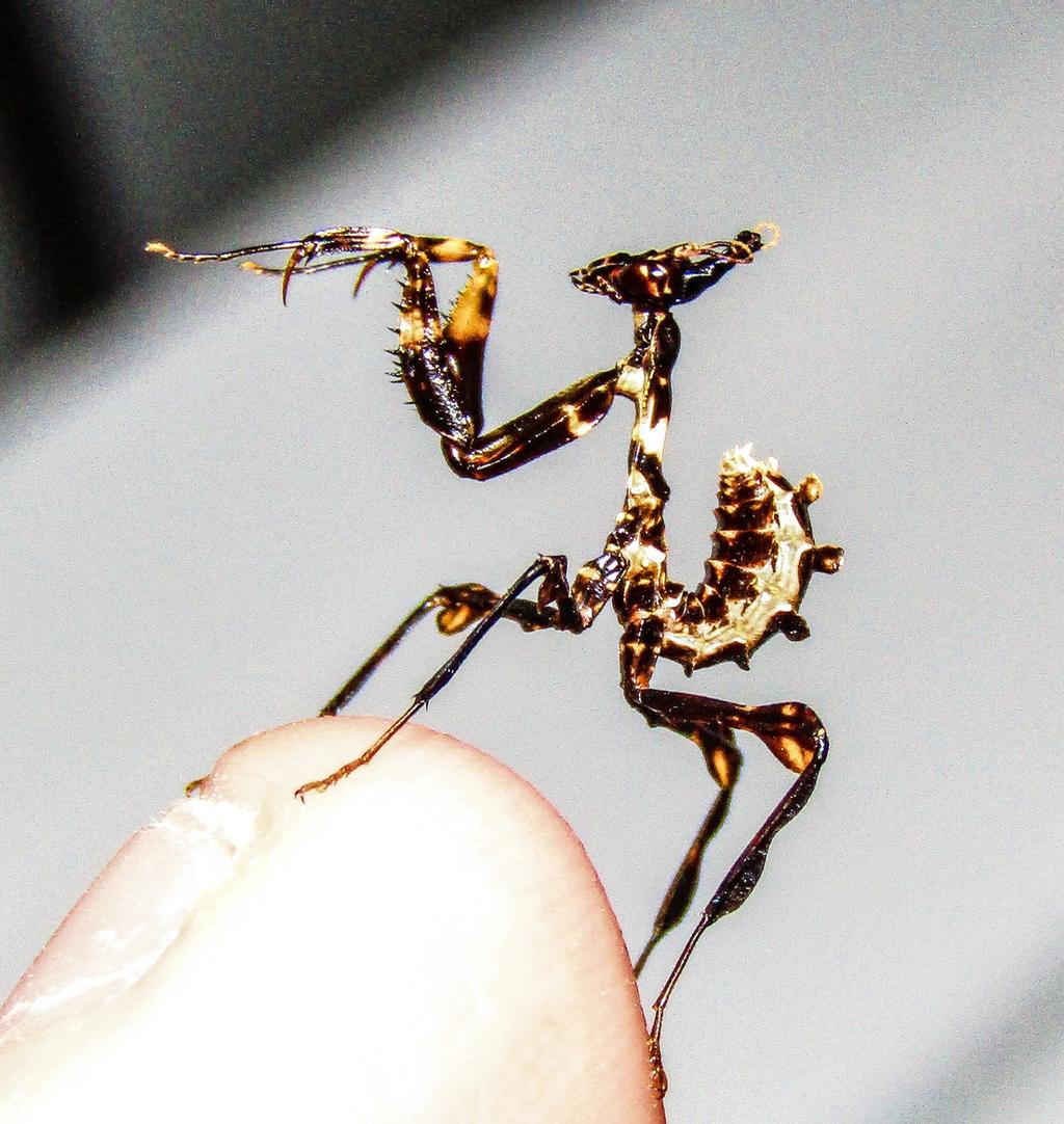 日本入侵物种螳螂,美国外来物种螳螂