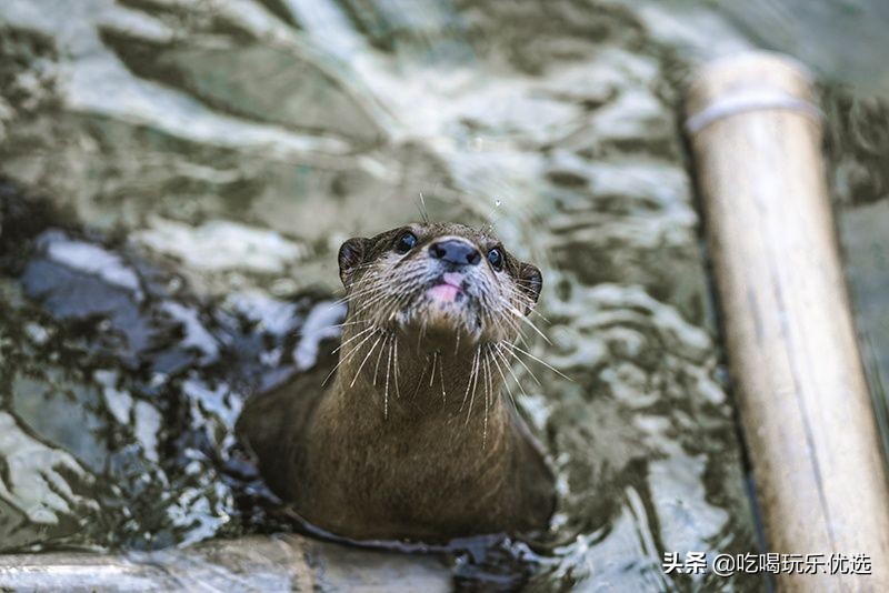 厦门灵玲动物王国大熊猫,厦门马戏团灵玲动物王国观光游览