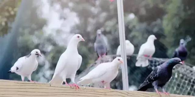 看看纽约中央公园的美景,真实的纽约中央公园