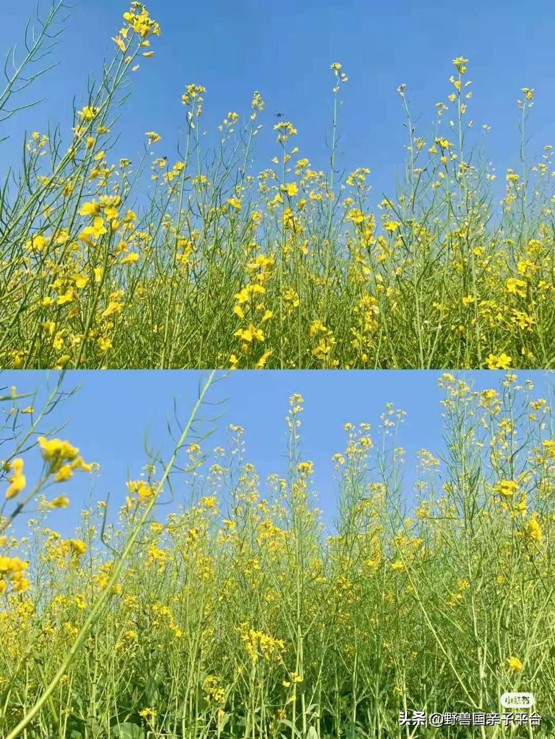 春天的花真的很美丽让人向往,春天的花也太美了