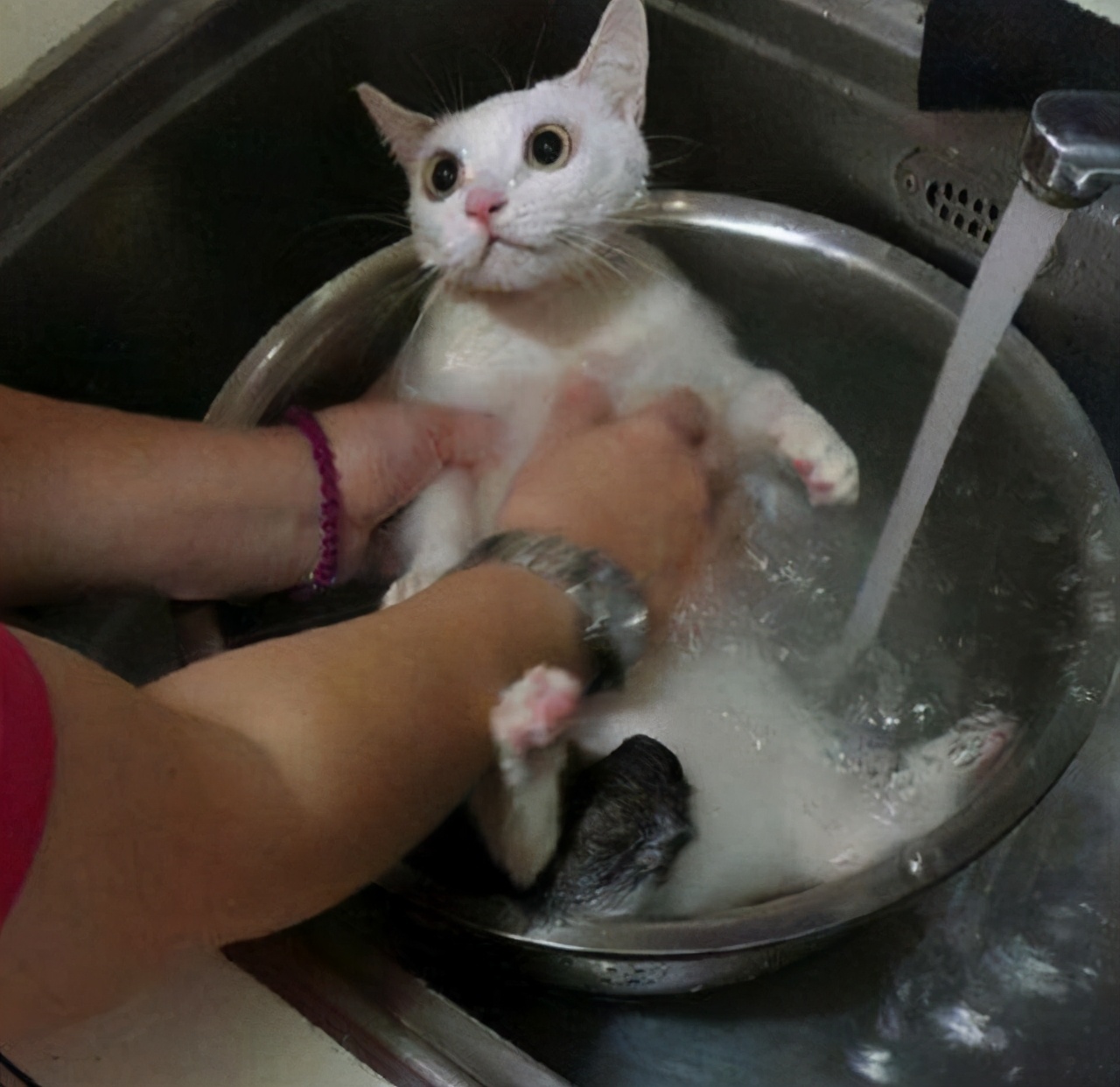 猫咪半个月洗一次澡会有跳蚤吗,猫咪多久洗一次澡合适夏天幼猫