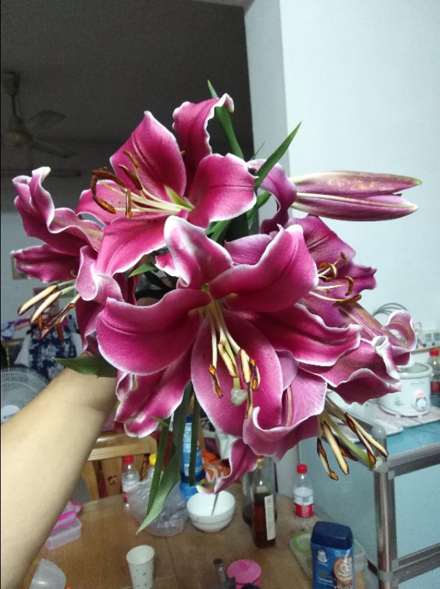 月季花白粉病病虫害,月季花苞白粉病碘伏