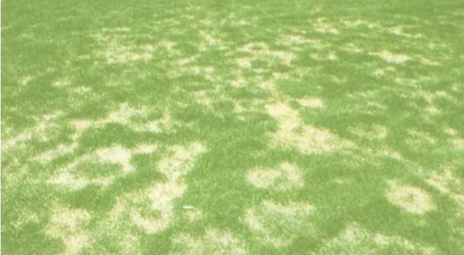 夏季高温天气草坪的种植,高温天气草坪如何修剪