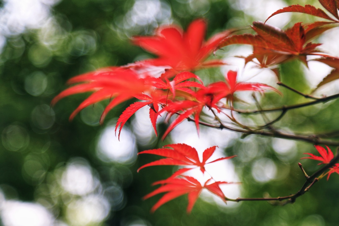 武汉外语外事职业学院藏龙岛校园,武汉外语外事职业学院全景