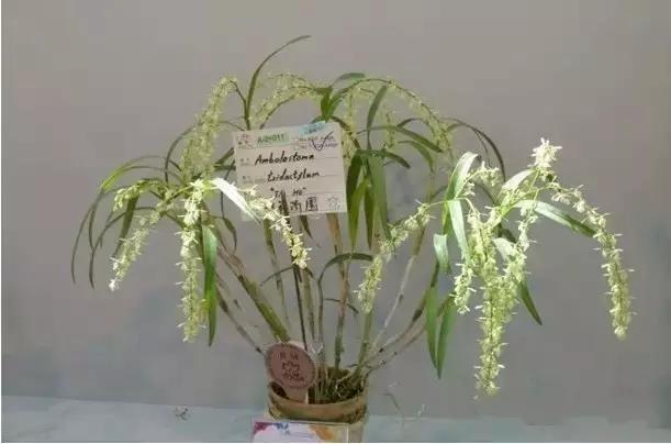 极品中的精品兰花,带你回忆天价兰花蕙兰篇