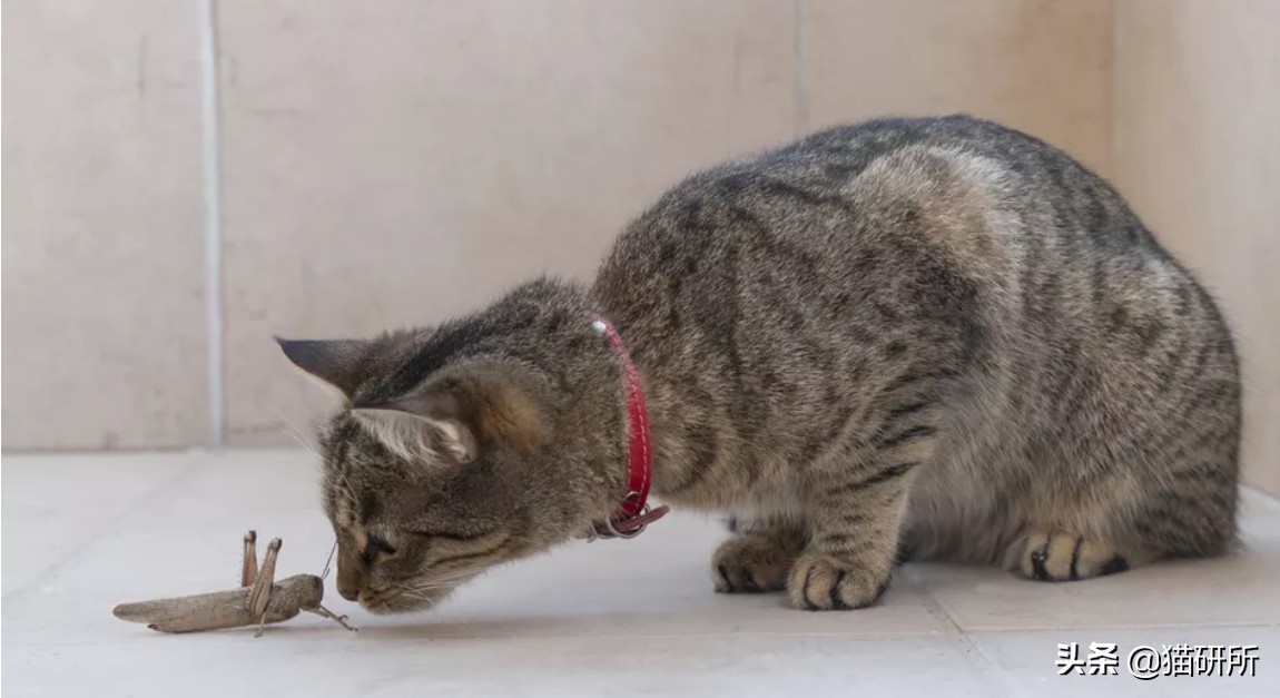 猫咪吃蟑螂该怎么教导,猫咪不小心吃了蟑螂怎么办