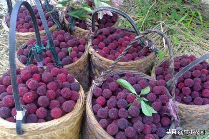 杨梅酸甜可口,但把杨梅汁弄到衣服上怎么办?这6种方法你用过吗?