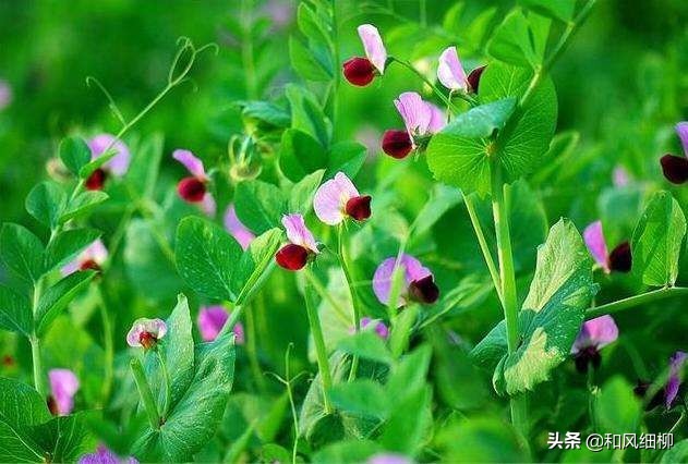 寻味街边小吃小零食,寻味家乡农产品