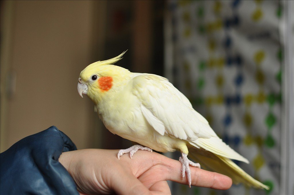 玄凤鹦鹉打哈欠是生病吗,玄凤鹦鹉雏鸟生病