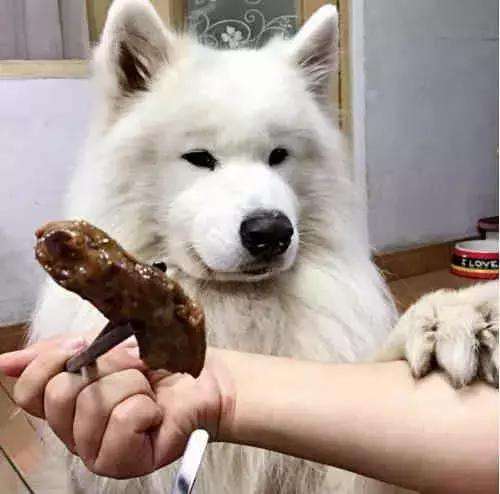 狗狗不吃狗粮了是因为挑食吗视频,狗狗挑食吐黄水也不吃狗粮